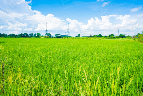 Blue sky with white clouds.on a clear day to reach the horizon on rice Seedlings background texture.