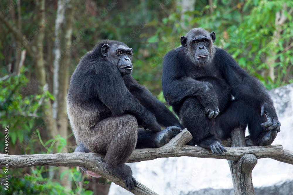 Common Chimpanzee sitting next in the Nature. Common Chimpanzee sitting next in the Nature.