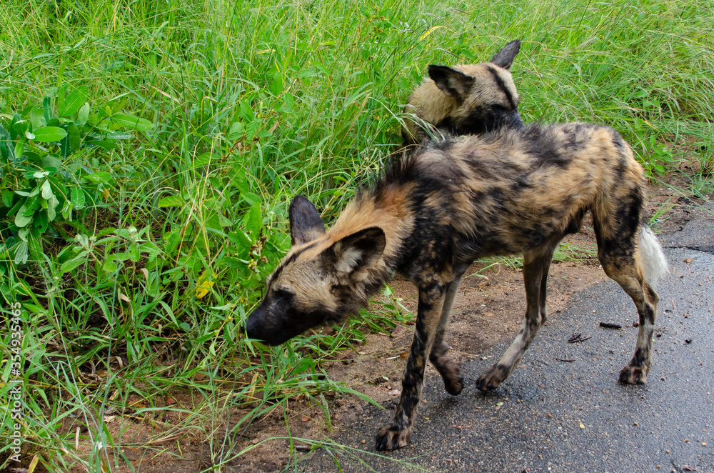 Lycaon, Lycaon pictus, Afrique du Sud Lycaon, Lycaon pictus, Afrique du Sud