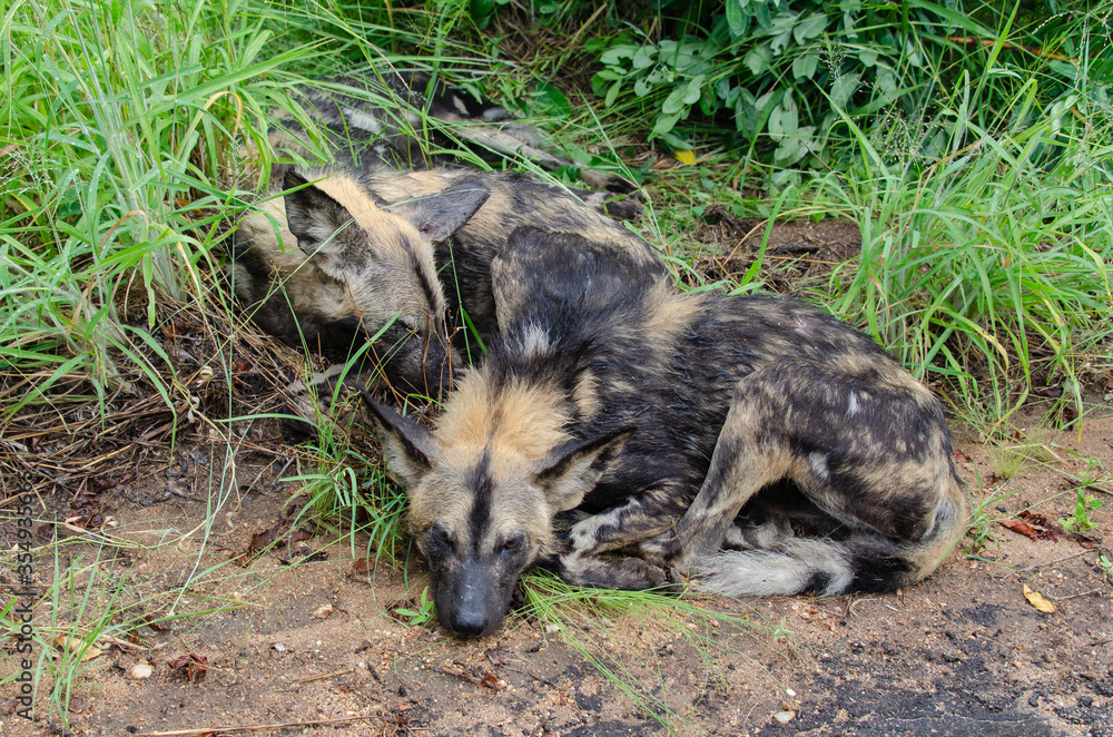 Lycaon, Lycaon pictus, Afrique du Sud Lycaon, Lycaon pictus, Afrique du Sud