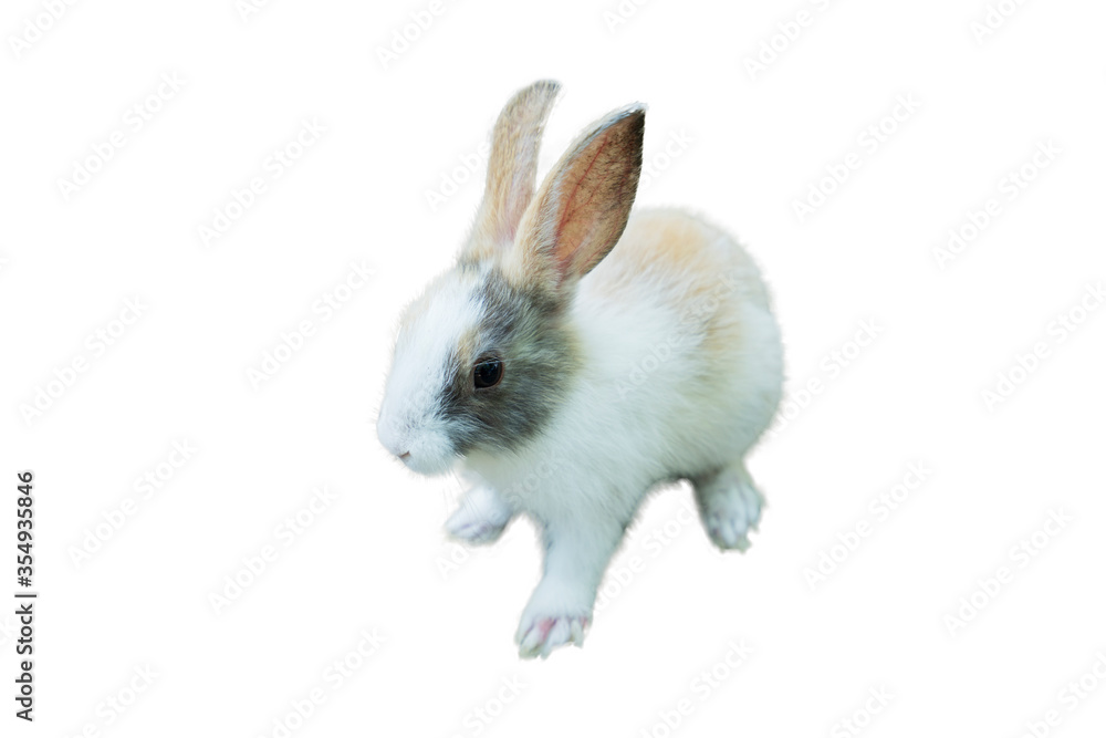 rabbit isolate beautiful easter bunny rabbit isolate beautiful easter bunny