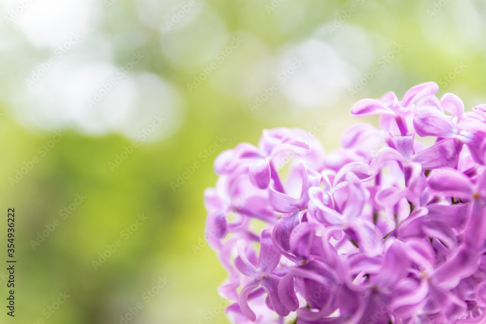 Purple lilac bush blossom on a green blurred background, Soft selective focus. Purple lilac bush blossom on a green blurred background, Soft selective focus.