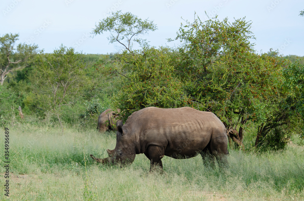 Rhinocéros blanc, white rhino, Ceratotherium simum, Parc national Kruger, Afrique du Sud Rhinocéros blanc, white rhino, Ceratotherium simum, Parc national Kruger, Afrique du Sud
