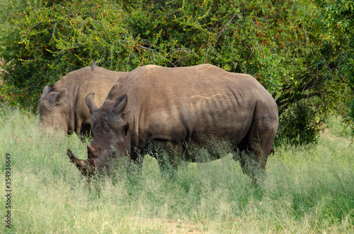 Rhinoc  ros blanc  white rhino  Ceratotherium simum  Parc national Kruger  Afrique du Sud