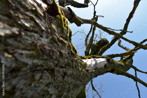 Abgestorbener Baum photo