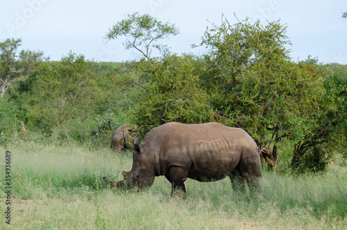 Rhinoc  ros blanc  white rhino  Ceratotherium simum  Parc national Kruger  Afrique du Sud