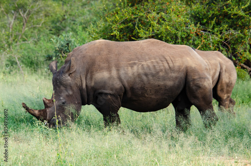 Rhinoc  ros blanc  white rhino  Ceratotherium simum  Parc national Kruger  Afrique du Sud