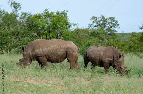 Rhinoc  ros blanc  white rhino  Ceratotherium simum  Parc national Kruger  Afrique du Sud