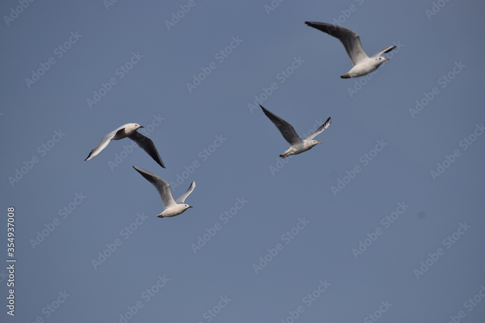 Obraz premium seagulls in flight