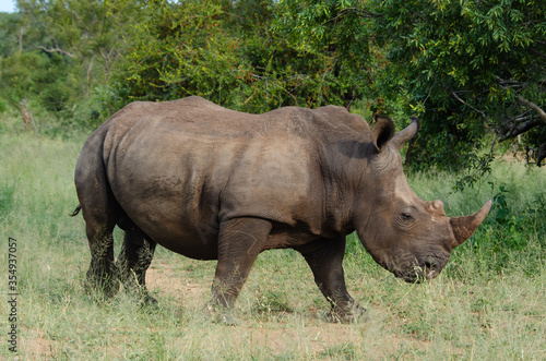 Rhinocéros blanc, white rhino, Ceratotherium simum, Parc national Kruger, Afrique du Sud