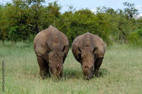 Rhinoc  ros blanc  white rhino  Ceratotherium simum  Parc national Kruger  Afrique du Sud