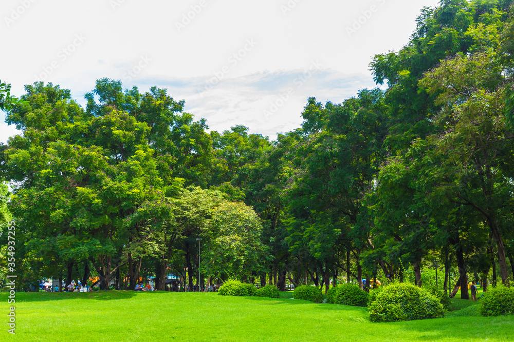 Green meadow with tree in city public park after rainy Green meadow with tree in city public park after rainy