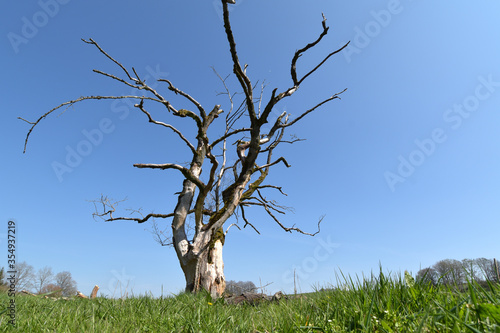 Abgestorbener Baum photo