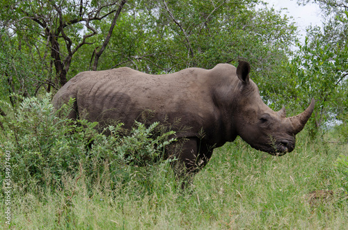 Rhinocéros blanc, white rhino, Ceratotherium simum, Parc national Kruger, Afrique du Sud