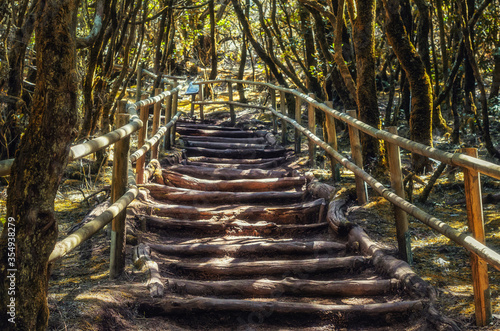 Stairway in National Park Garajonay, La Gomera, Canary Islands, Spain. The trail in the National park  photo