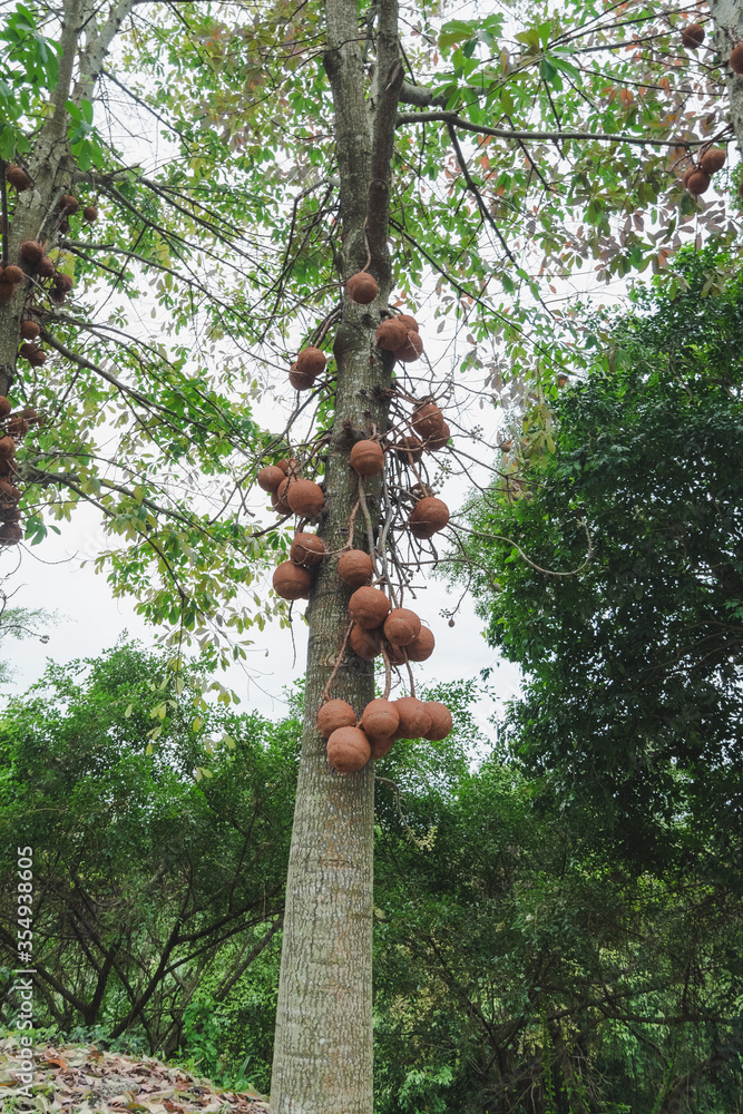 Fototapeta premium Cannon ball tree, Couroupita guianensis, Big cannonball fruits (Couroupita guianensis) on tree in garden.