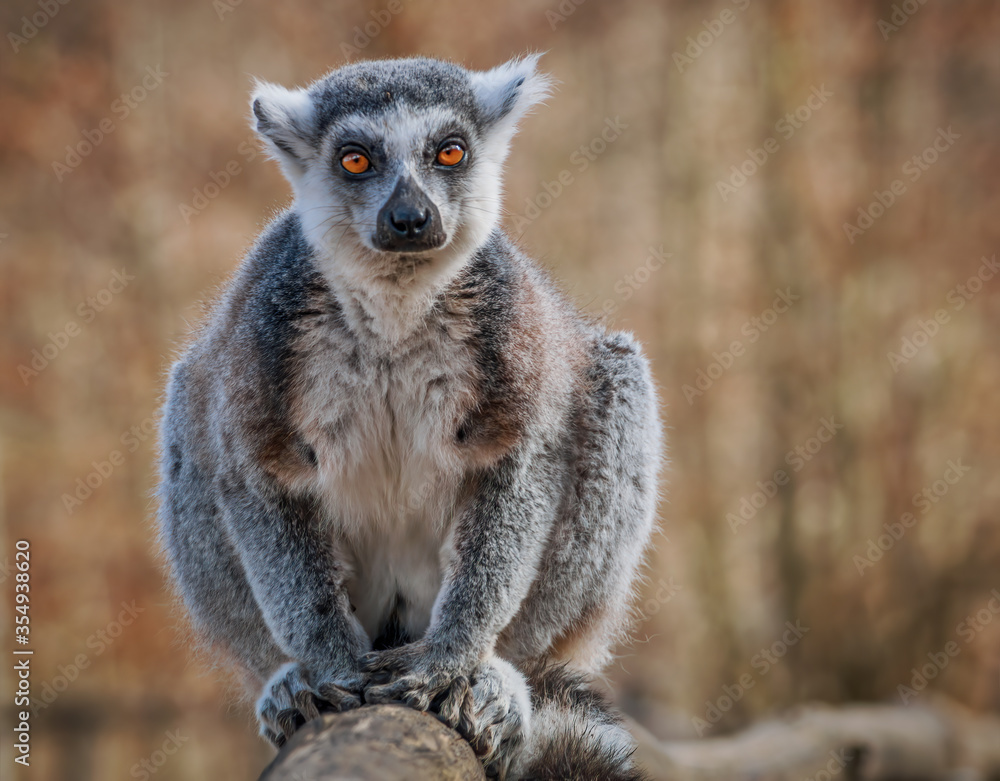 Fototapeta premium Katta Porträt