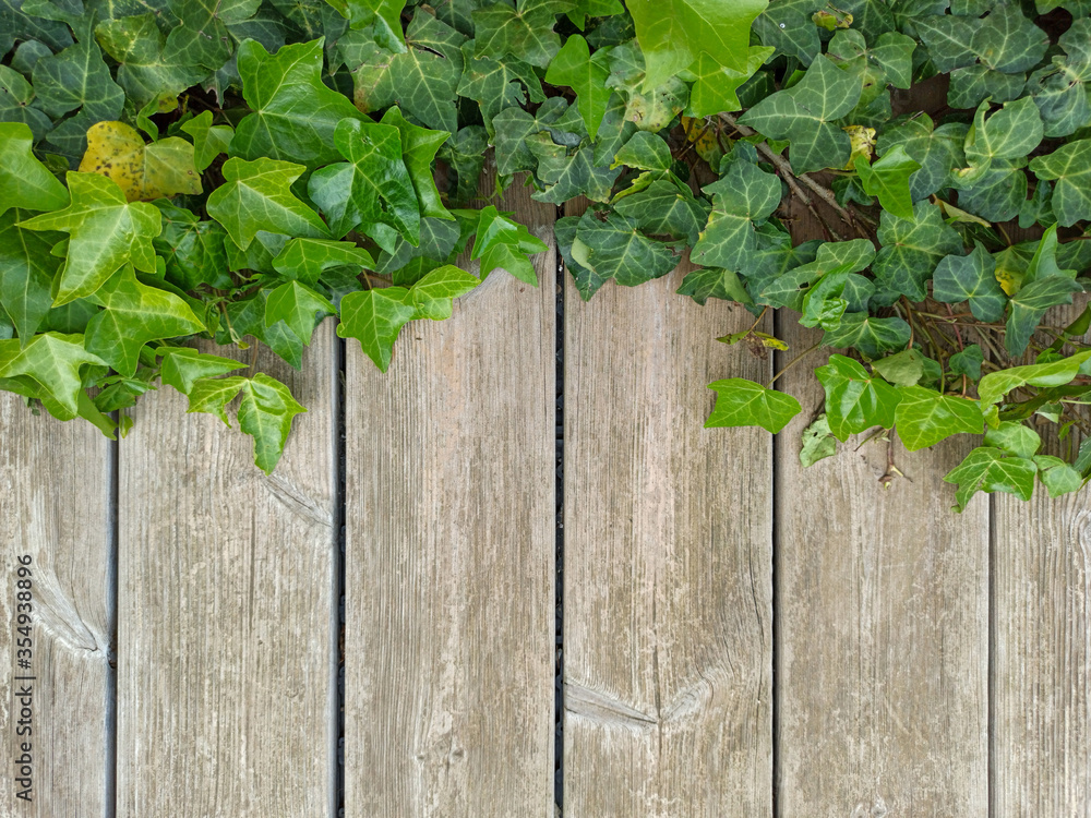 foliage on wooden planks - nice background for presentations foliage on wooden planks - nice background for presentations