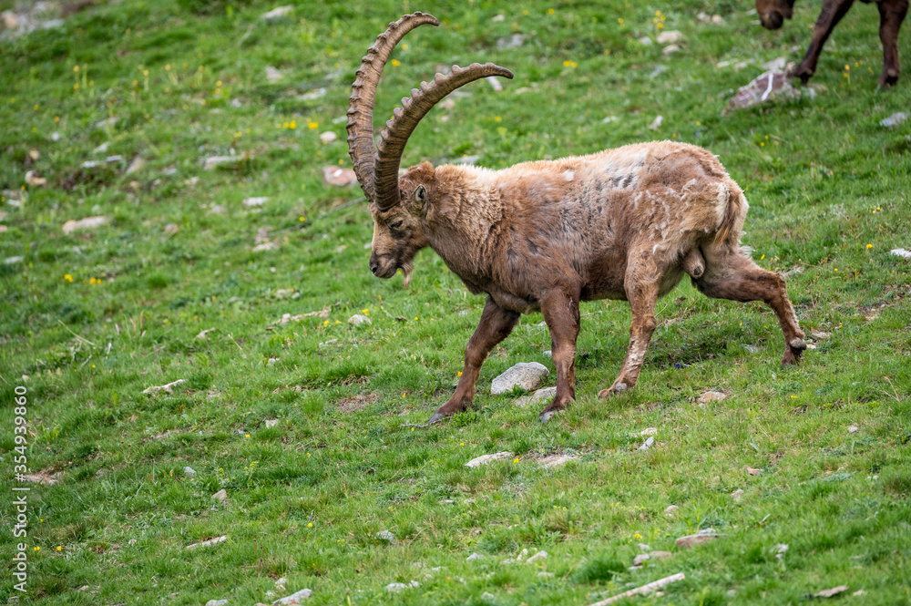 männlicher Alpensteinbock auf Wiese im Engadin männlicher Alpensteinbock auf Wiese im Engadin