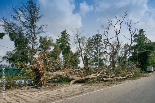 Super cyclone Amphan uprooted tree which fell and blocked pavement. The devastation has made many trees fall on ground. Shot at Kolkata, West Bengal, India.