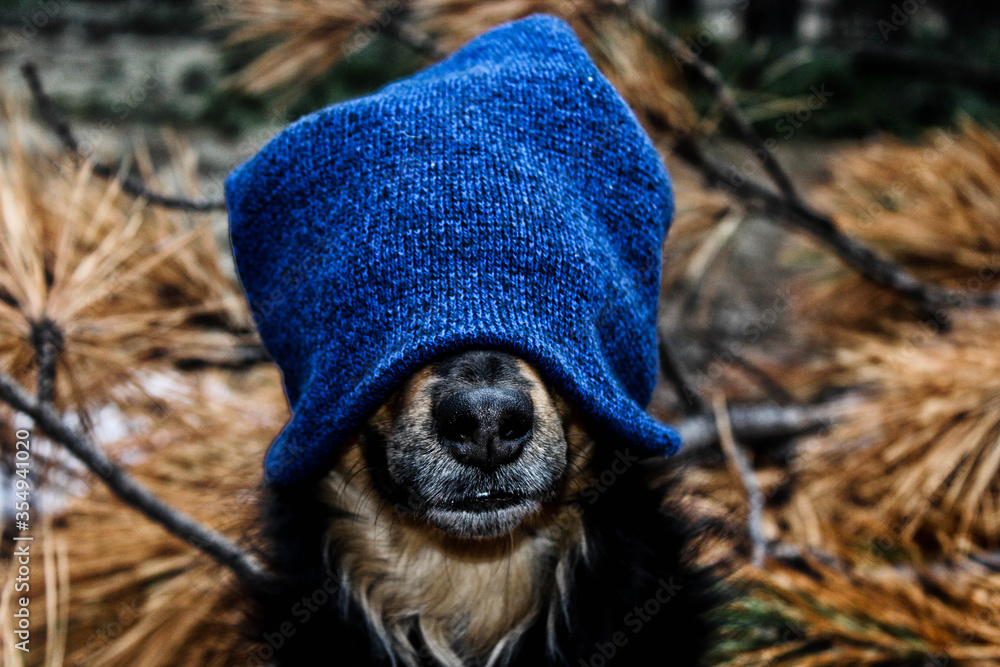 Naklejka premium embarrassed dog