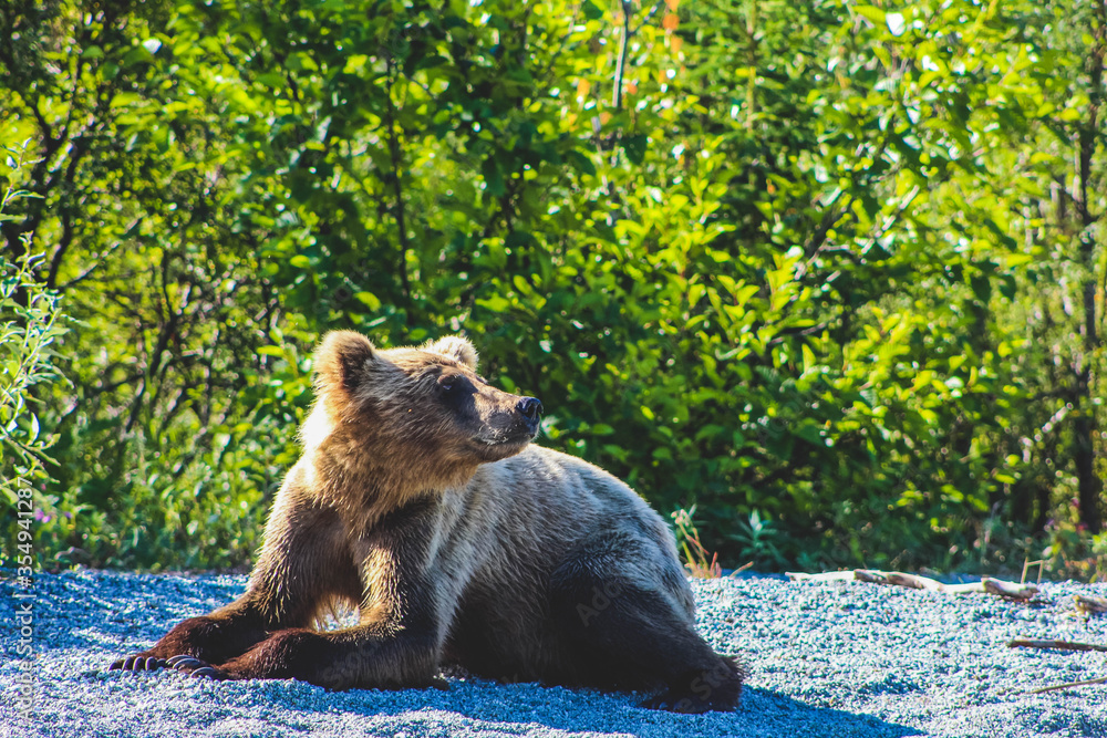 Fototapeta premium Thinking Bear