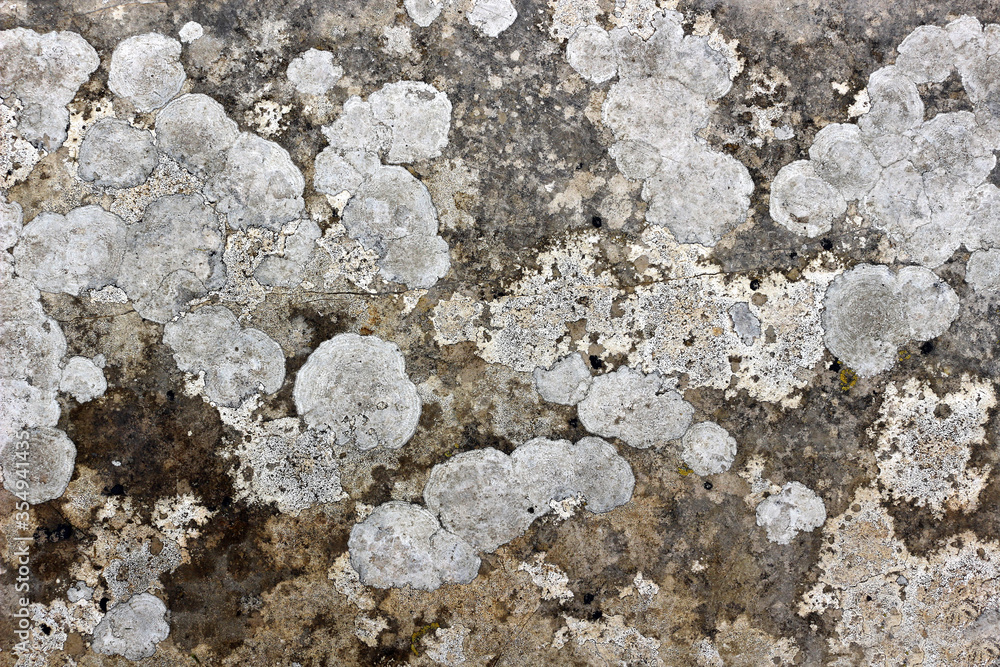 Close up of lichen patterns on the ground Close up of lichen patterns on the ground