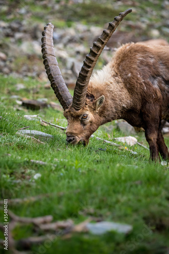 Portrait von fressendem m  nnlichen Alpensteinbock an Hang im Engadin