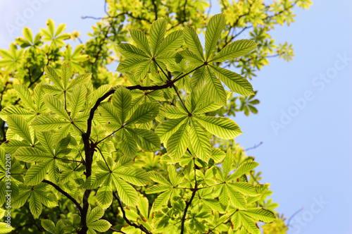 chestnut leaves on 
blue sky background. Castanea
