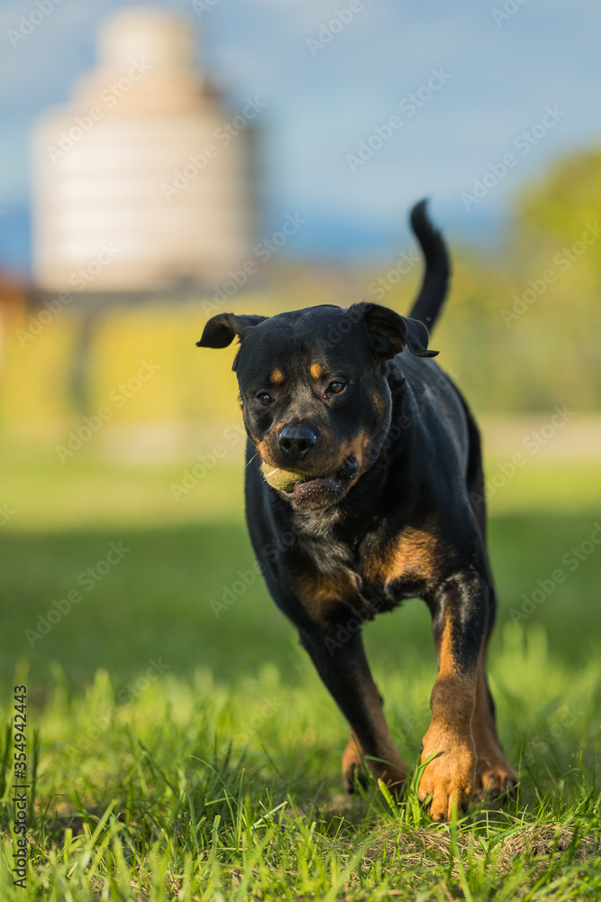 Adult rottweiler dog walking in a home garden and carrying a tennis ball. dog in motion, blurred background. Adult rottweiler dog walking in a home garden and carrying a tennis ball. dog in motion, blurred background.