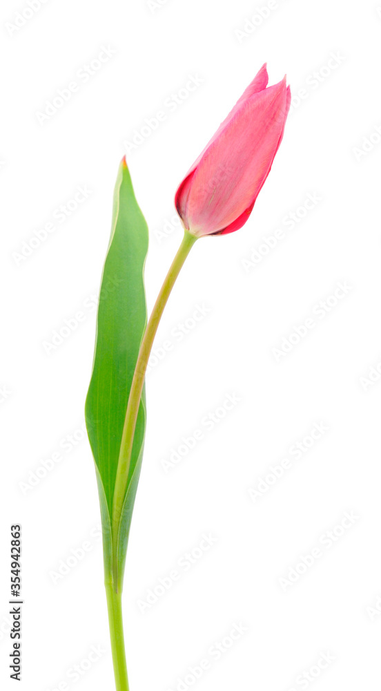 Red tulips isolated. Red tulips isolated.
