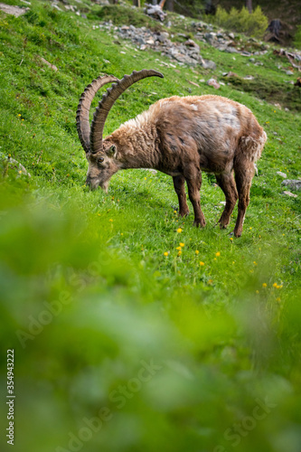 Begegnung beim Wandern mit einem wilden  m  nnlichem Alpensteinbock im Engadin