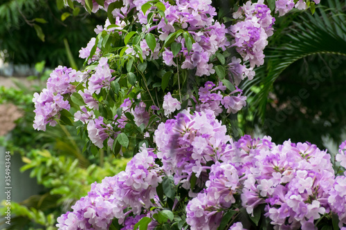 Purple flower in the backyard