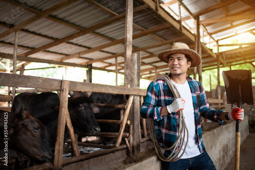 Farming men feed the wagyu cows of Japanese origin