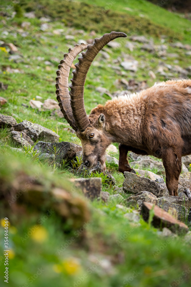 portrait of an impressive male ibex in Engadine portrait of an impressive male ibex in Engadine