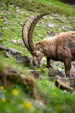 portrait of an impressive male ibex in Engadine