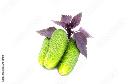 Two beautiful, juicy, delicious cucumbers and basil, lie on a white background.
