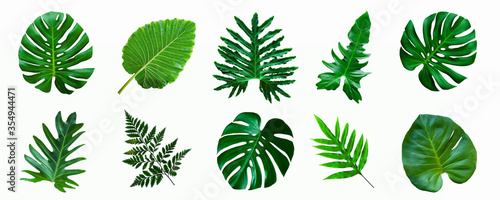 set of green monstera palm and tropical plant leaf isolated on white background for design elements, Flat lay © Nabodin