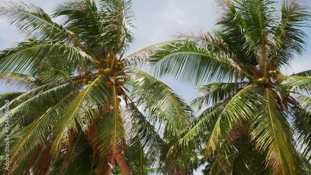 Panoramic View of Coconut Palm Trees against Blue Sky Panoramic View of Coconut Palm Trees against Blue Sky