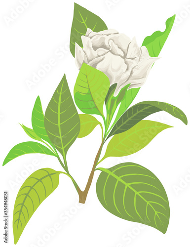 illustration isolated object white gardenia flower with leaves