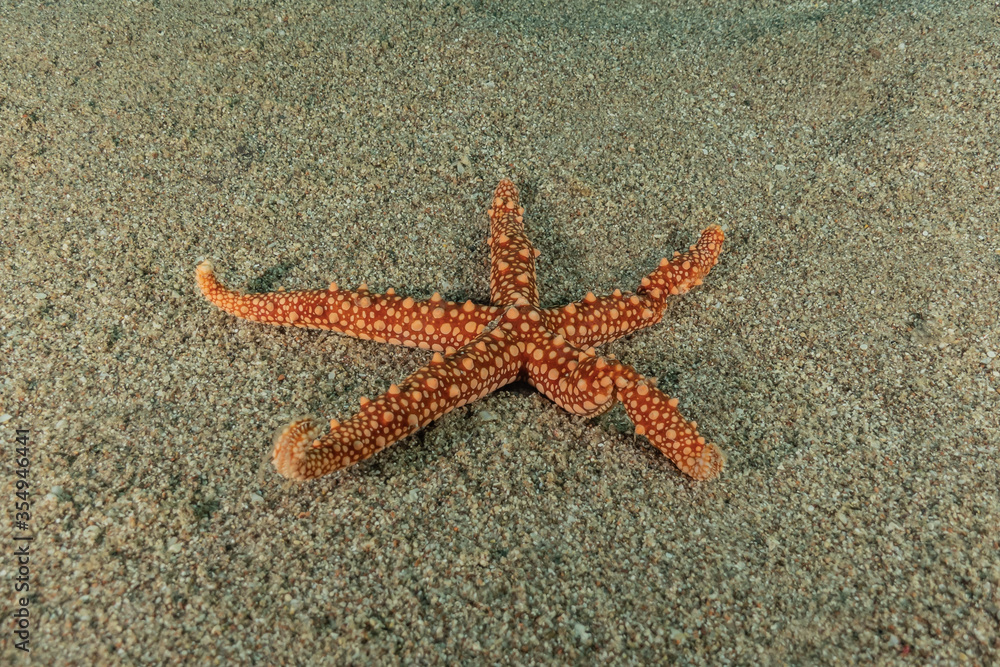 Starfish On the seabed in the Red Sea, eilat israel
Starfish On the seabed in the Red Sea, eilat israel
