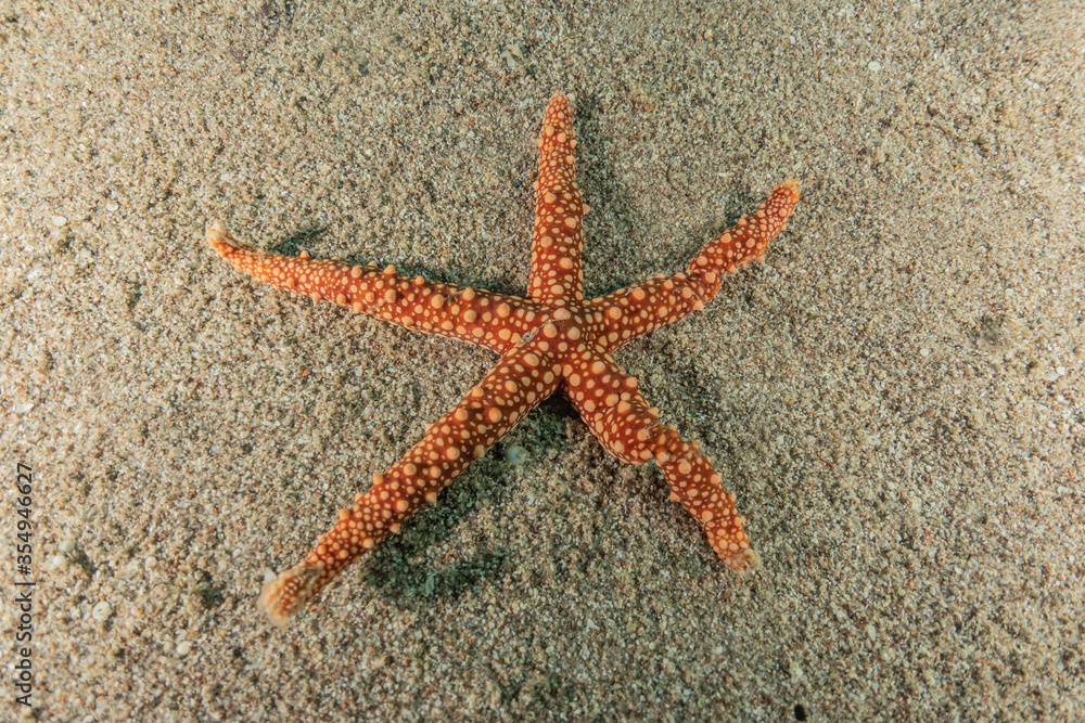 Starfish On the seabed in the Red Sea, eilat israel
Starfish On the seabed in the Red Sea, eilat israel