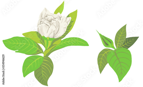 illustration isolated object white gardenia flower with leaves