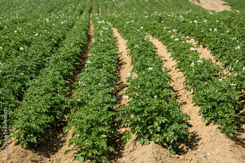 cultivation of mountain potatoes montese zocca italy photo