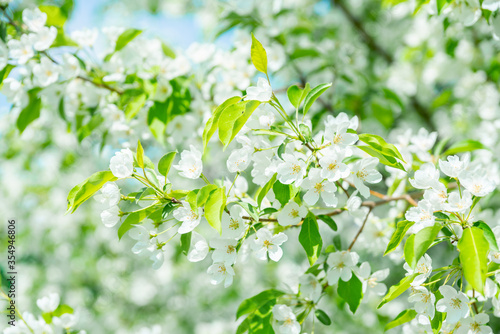 Blooming apple tree in the garden. Selective focus.