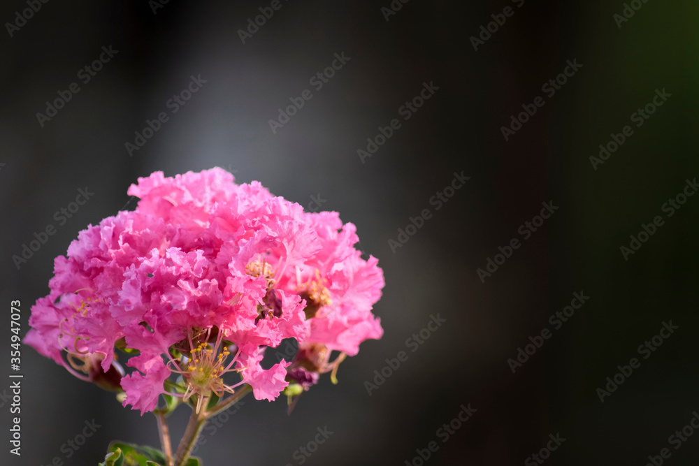 Pink flower queen's flower, lagerstroemia speciosa, Pride of India, Jarul or Inthanin flower in Thailand.