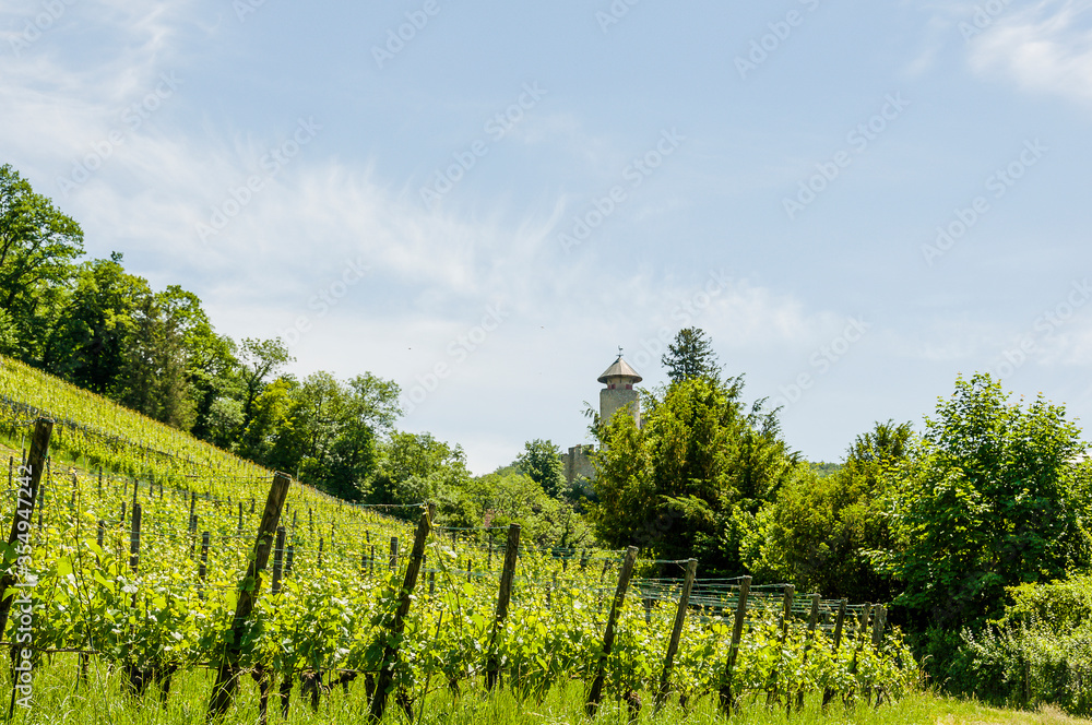 Naklejka premium Arlesheim, Weinberg, Schloss Birseck, Rebberg, Rebstock, Weinbauer, Birstal, Ermitage, Wanderweg, Ruine, Sommer, Baselland, Schweiz