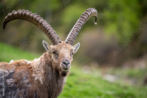 Portrait eines männlichen Alpensteinbock an Hang im Engadin