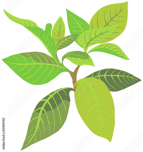 illustration isolated object white gardenia flower with leaves