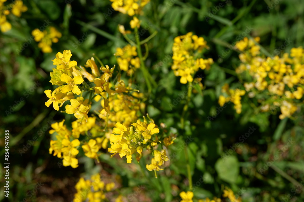Mustard plant. Yellow flowers. Weed. Beautiful flowering plants. Nature. Suitable for background Mustard plant. Yellow flowers. Weed. Beautiful flowering plants. Nature. Suitable for background